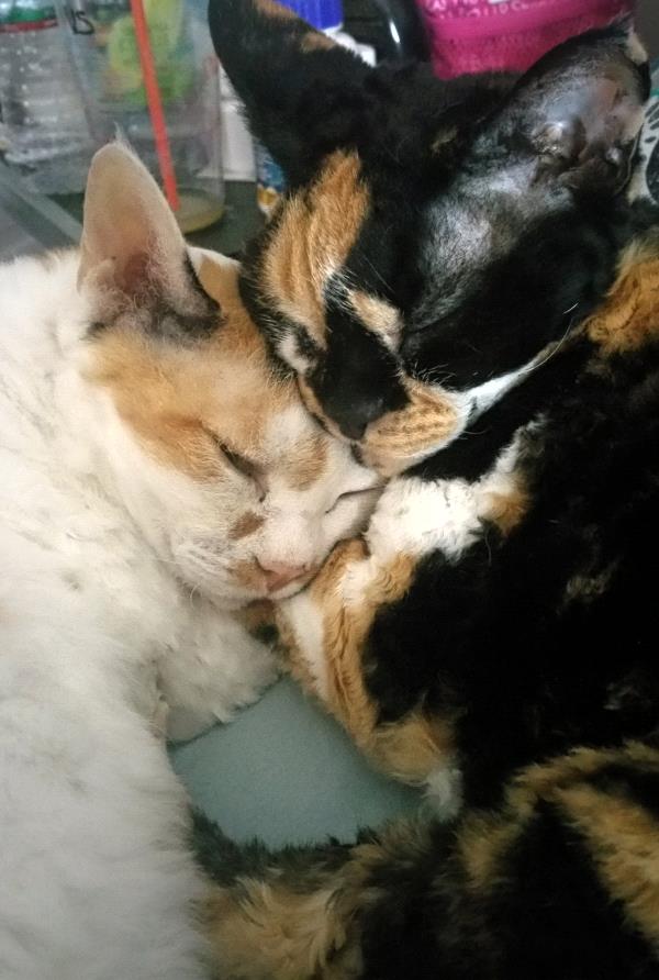 /images/uploads/griffin pond animal shelter/loveyourpet2018/entries/6552thumb.jpg